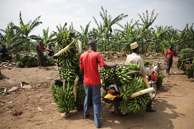 Benefits of Banana Peel Fertilizer: Natural Richer for Your Gardens